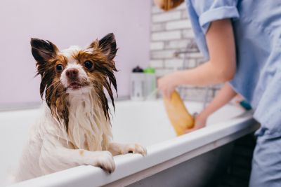 Pet Grooming and Pet Sitting Insurance in Fort Worth, TX by Fort Worth Security Guard Insurance